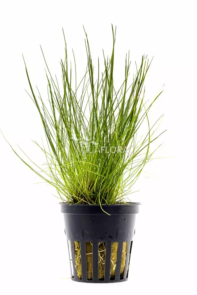 Hapsiluikka Ruukku - Akvaarion keskialan kasvit - 81520 - 1