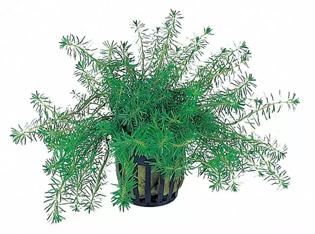 Hapsurotala Ruukku - Akvaarion keskialan kasvit - 82100 - 1