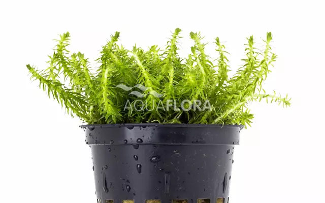 Hapsuruoho Ruukku - Akvaarion taka-alan kasvit - 86920 - 1