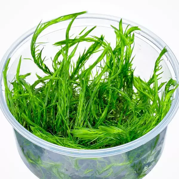 Hapsuruoho Vitrokupissa - Akvaarion taka-alan kasvit - 89730 - 1