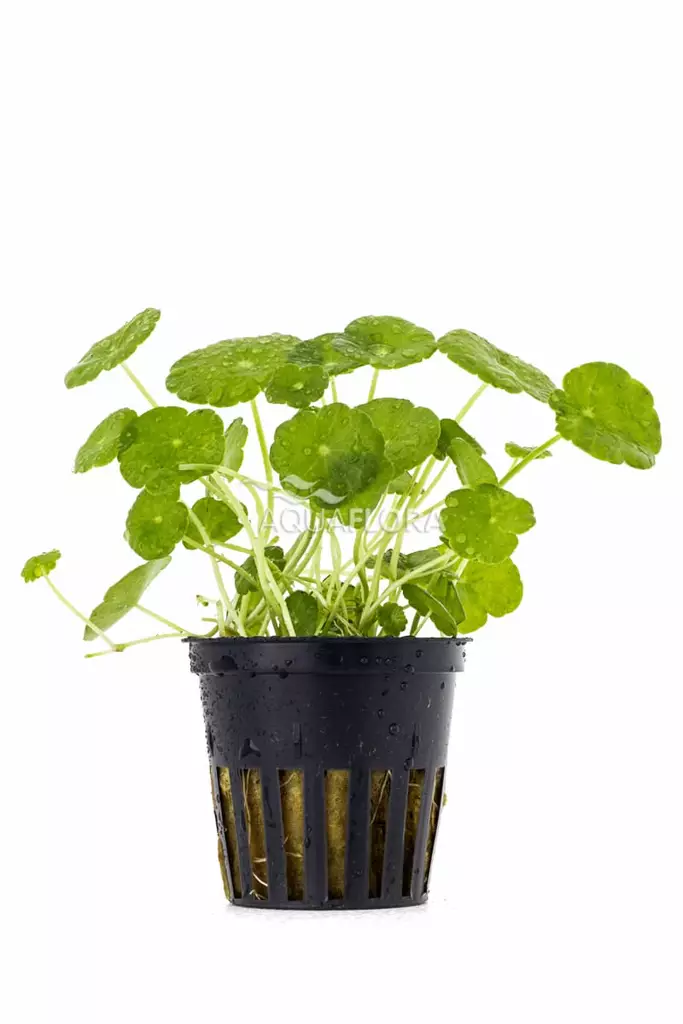 Hatturuoho Ruukku - Akvaarion keskialan kasvit - 81670 - 1