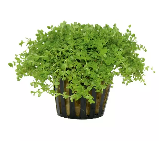 Helmiruoho Ruukku - Akvaarion etualan kasvit - 81610 - 1