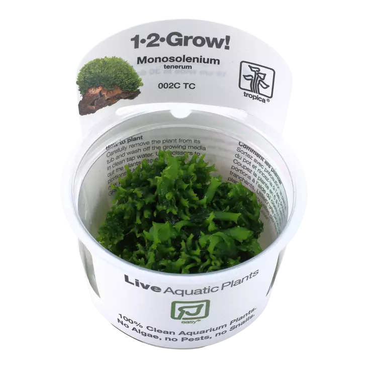 Hentojatulinsammal Vitrokupissa - Akvaarion sammalet - 80200 - 1