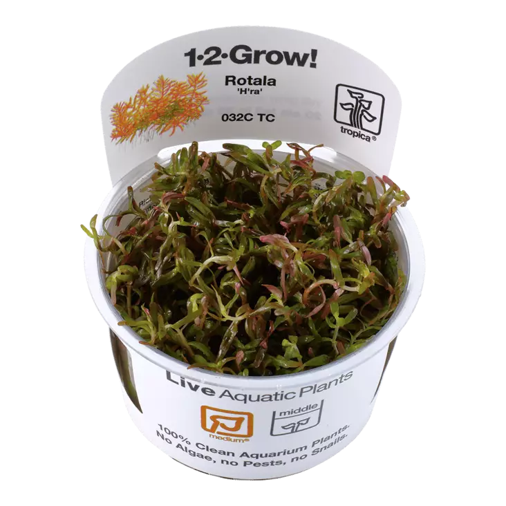 Hentorotala "H`Ra" Vitrokupissa - Akvaarion keskialan kasvit - 89490 - 1