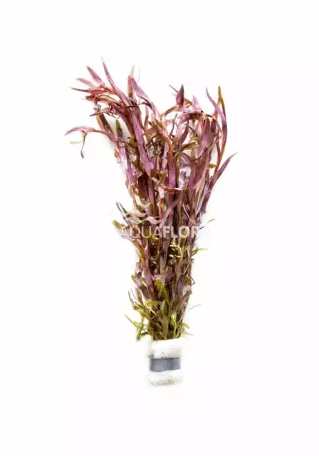 Hentorotala Nippu - Akvaarion keskialan kasvit - 84840 - 1