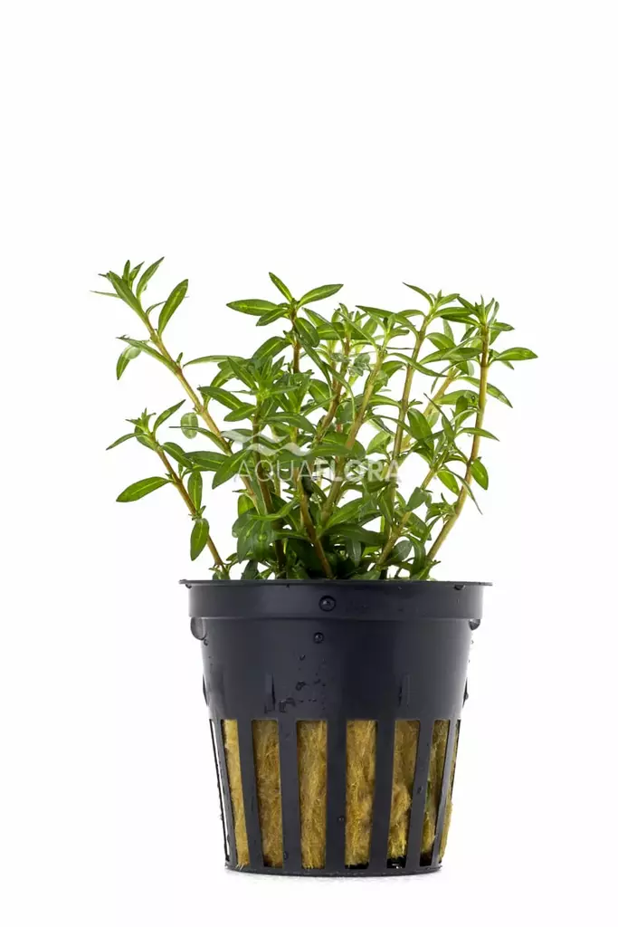 Hentorusolehti Ruukku - Akvaarion taka-alan kasvit - 81790 - 1