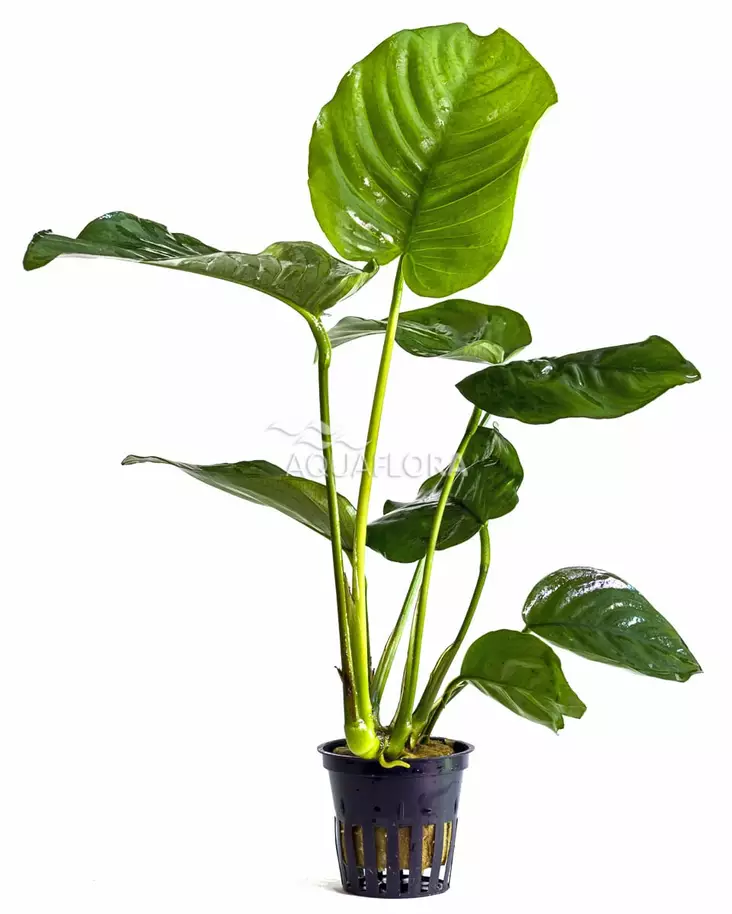 Herttakeihäslehti (Anubias barteri var. barteri) - Akvaarion keskialan kasvit - 80580 - 1