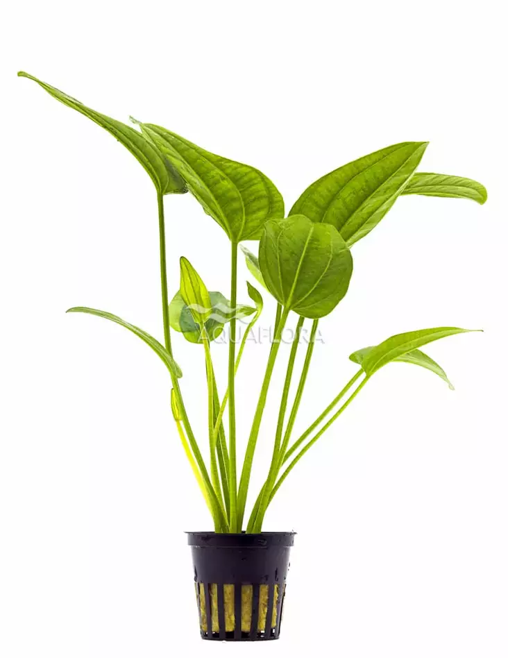 Herttamiekka Radicans Ruukku - Akvaarion keskialan kasvit - 81400 - 1