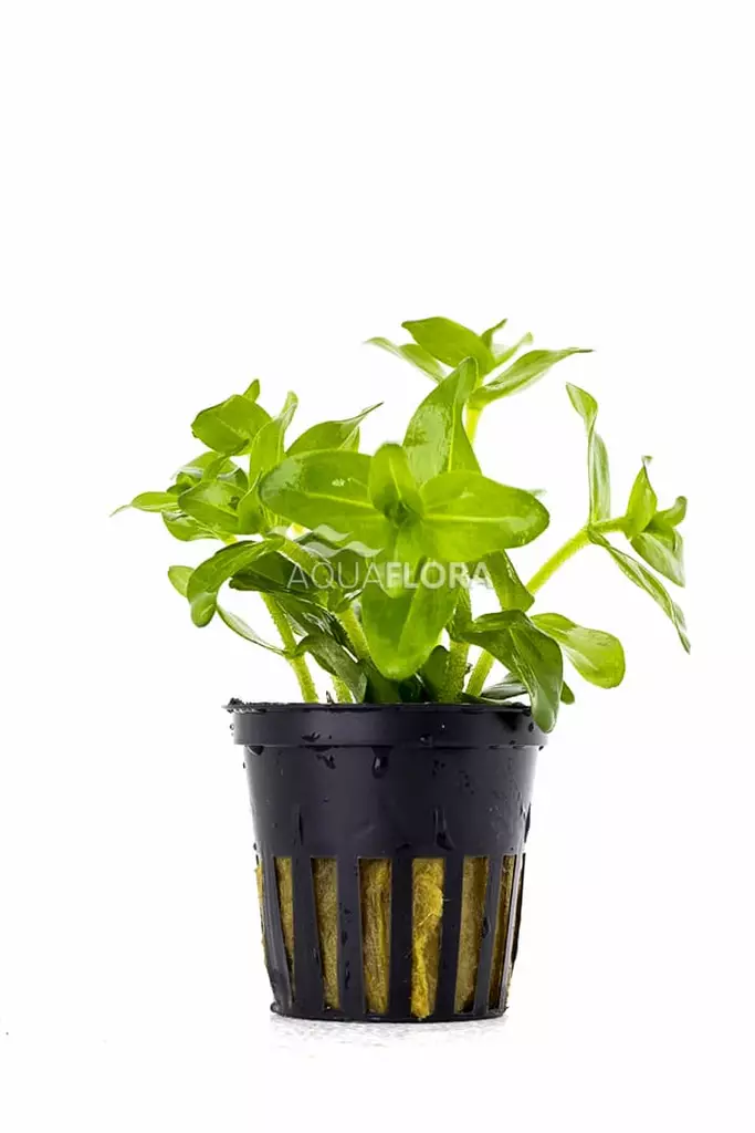 Isorasvalehti ruukku - Akvaarion keskialan kasvit - 80750 - 1