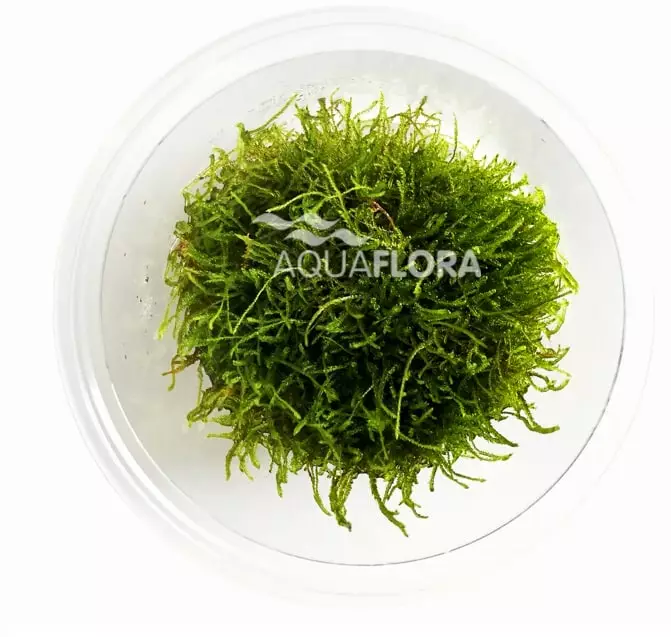 Jaavansammallaji "jätti" Vitrokupissa - Akvaarion sammalet - 88660 - 1