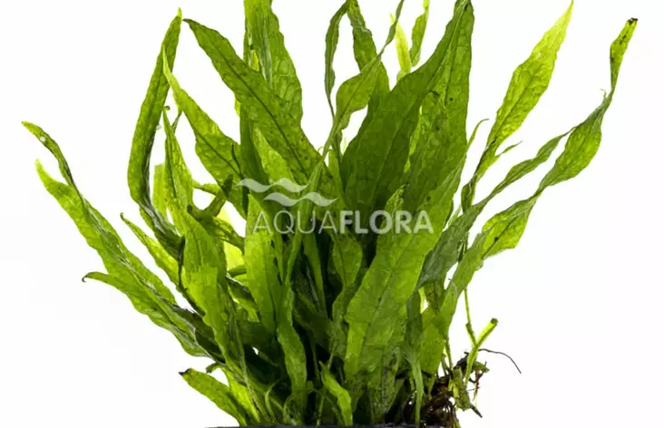 Jaavansaniainen Kapea/Pieni Ruukku - Akvaarion keskialan kasvit - 86930 - 1