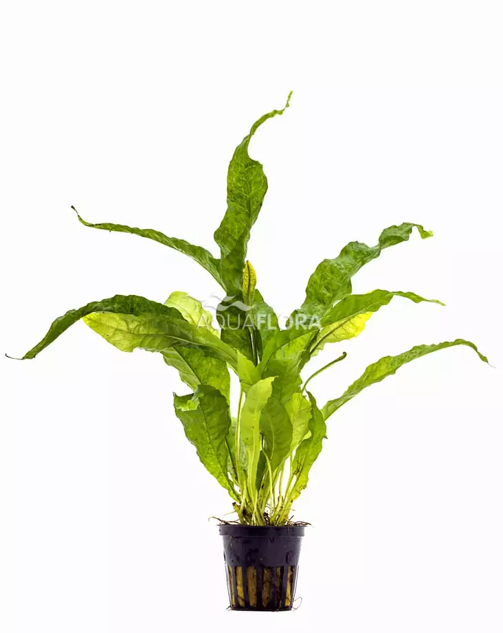 Jaavansaniainen Latifolia Ruukku - Akvaarion keskialan kasvit - 81890 - 1