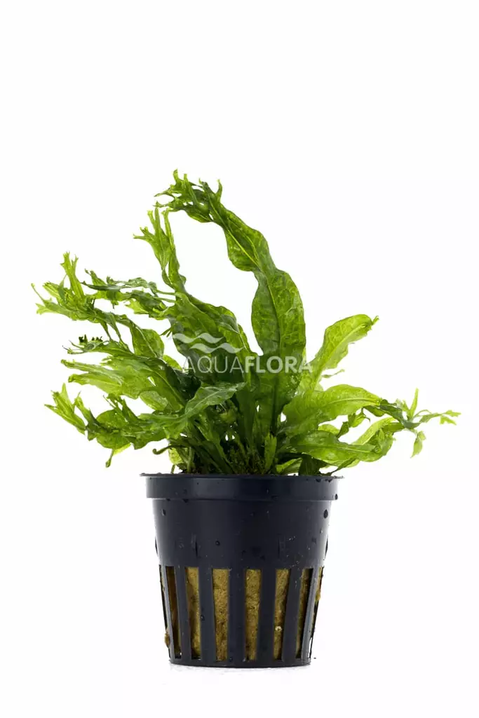 Jaavansaniainen "Windelov"; Ruukku - Akvaarion keskialan kasvit - 81900 - 1