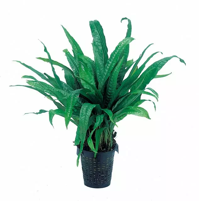 Jaavansaniainen Xl Ruukku - Akvaarion keskialan kasvit - 82620 - 1