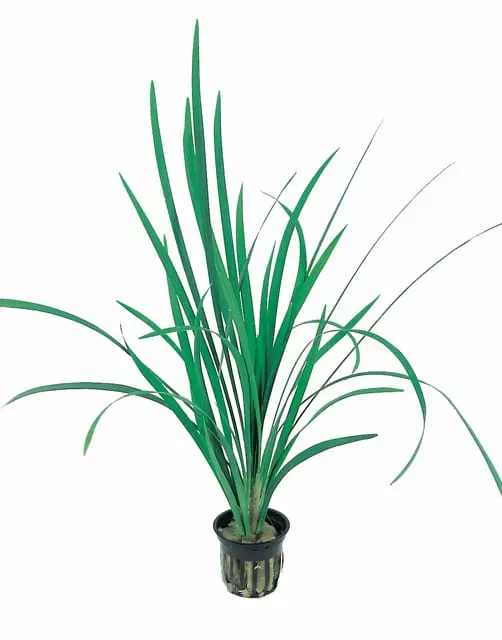 Japaninruoho &Quot;Jätti&Quot; Ruukku Ter - Kostean terraarion kasvit - 81990 - 1