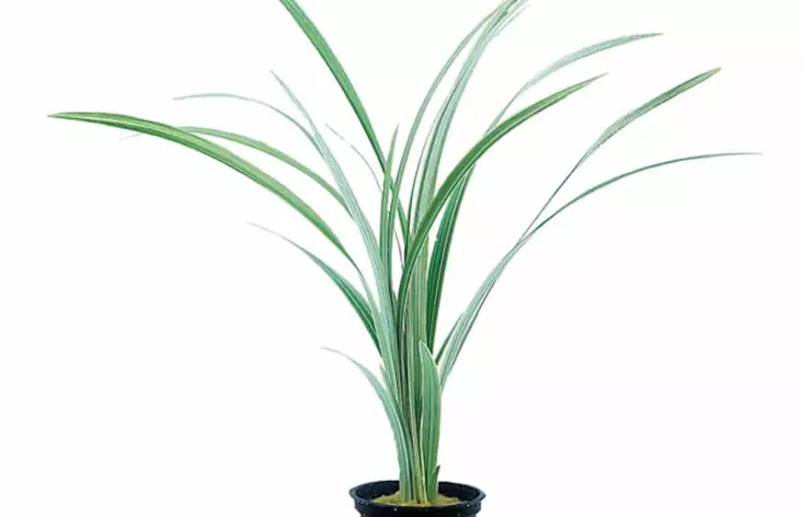 Japaninruoho Kirjava Ruukku Terraarioon - Kostean terraarion kasvit - 82010 - 1