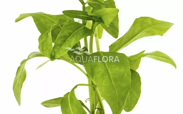 Jättimiekka Amazonicus Ruukku - Akvaarion taka-alan kasvit - 81600 - 1