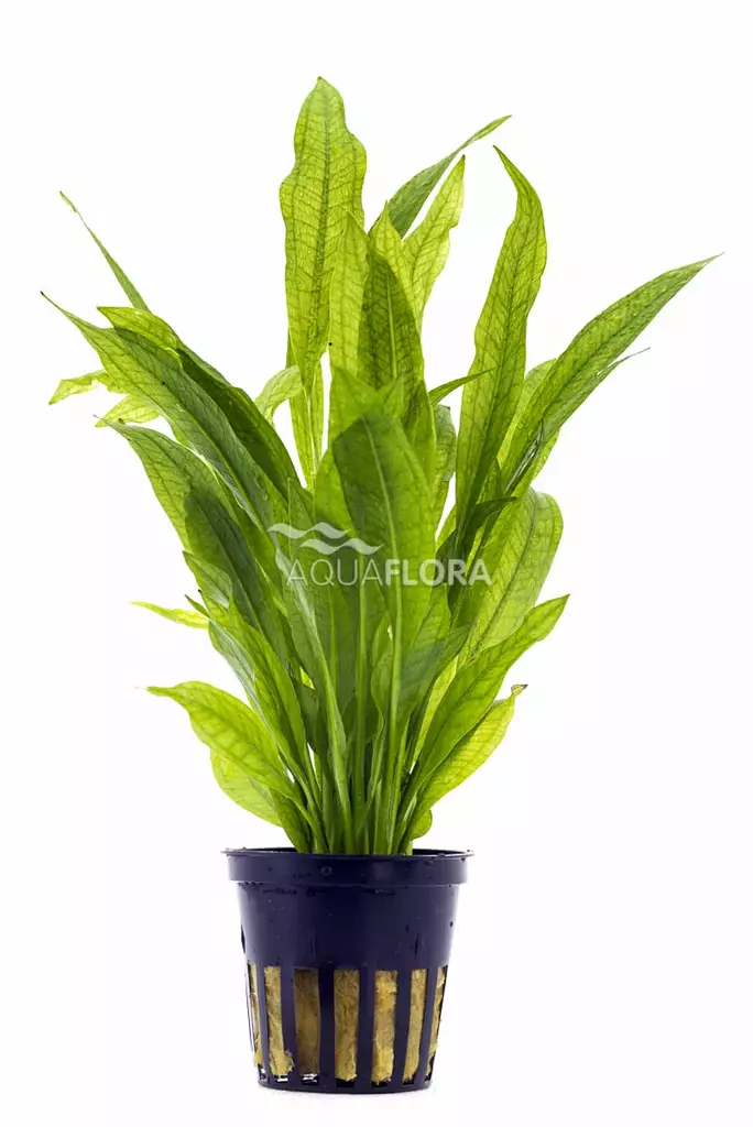 Jättimiekka Ruukku - Akvaarion taka-alan kasvit - 81200 - 1