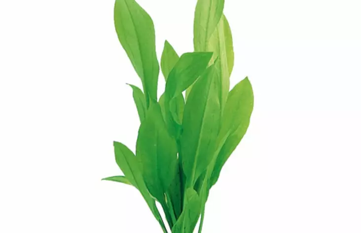 Jättimiekka Terrakotta - Akvaarion keskialan kasvit - 83450 - 1