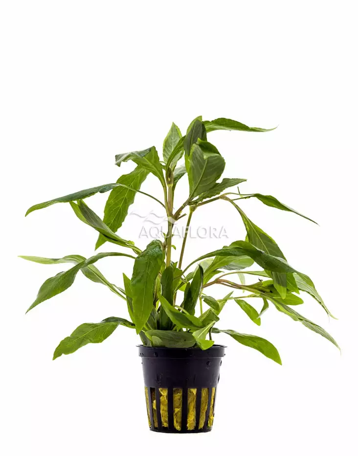 Jättivesitähdikki "Angustifolia" Ruukku - Akvaarion taka-alan kasvit - 81930 - 1