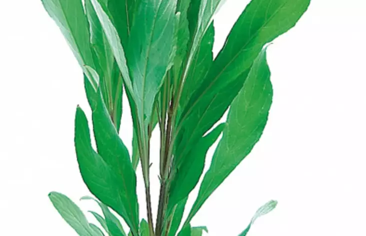 Jättivesitähdikki Angustifolia Terrako - Akvaarion taka-alan kasvit - 83620 - 1