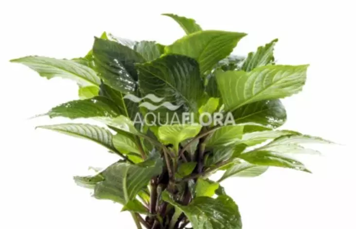 Jättivesitähdikki Parvifolia Ruukku - Akvaarion taka-alan kasvit - 88510 - 1