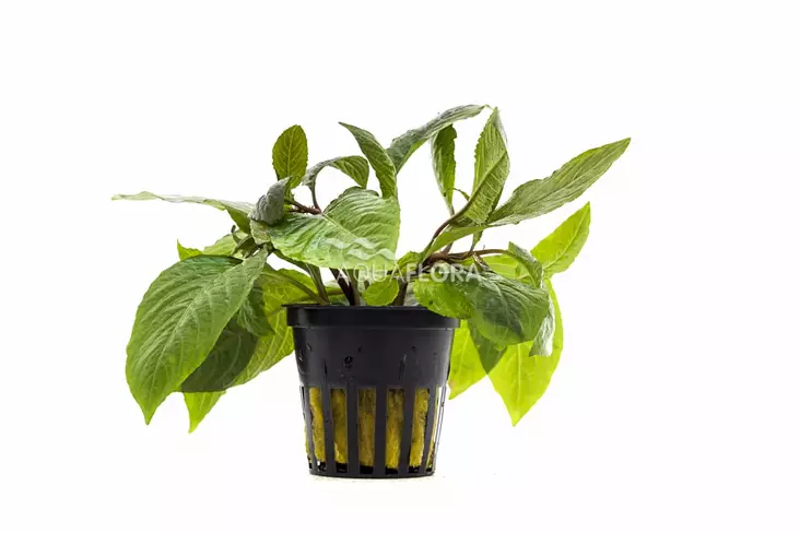 Jättivesitähdikki Ruukku - Akvaarion taka-alan kasvit - 81950 - 1