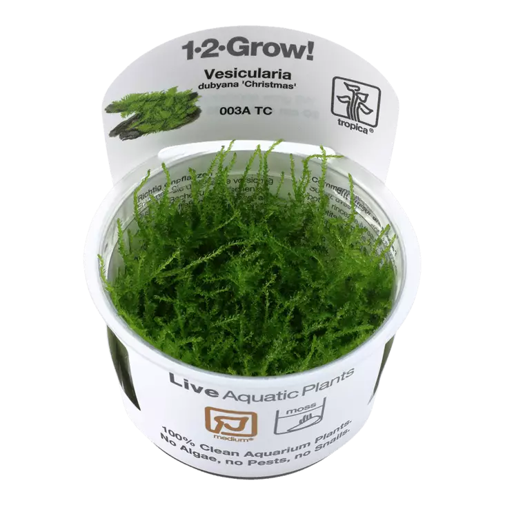 Joulusammal Vitrokupissa - Akvaarion sammalet - 88120 - 1