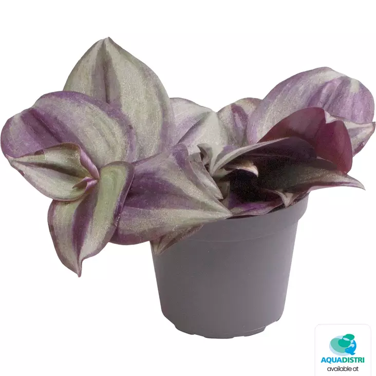 Juorukki - Kostean terraarion kasvit - PT205590 - 1