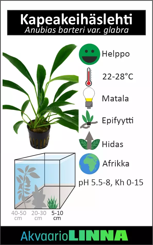 Kääpiökeihaslehti glabra kirjava mini Ru - Akvaarion etualan kasvit - 86560 - 1