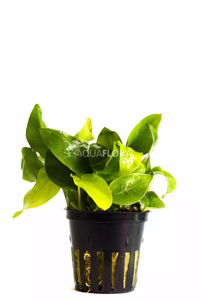 Kääpiökeihäslehti ’Golden’ Anubias barteri var. nana ’Golden` - Akvaarion etualan kasvit - 80610 - 1