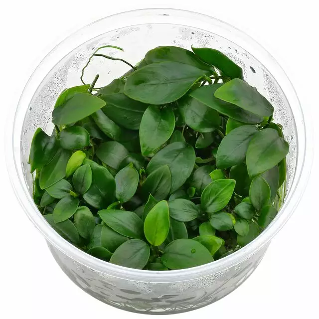 Kääpiökeihäslehti kulta Vitrokupissa - Akvaarion etualan kasvit - 89820 - 1