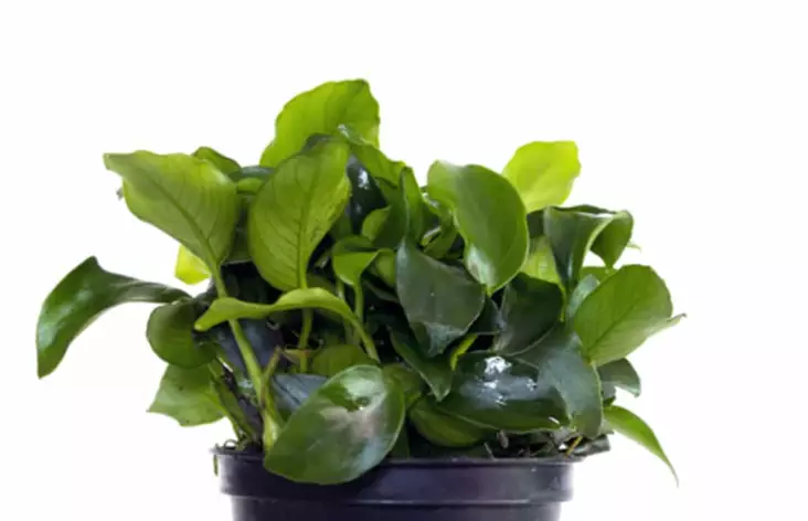 Kääpiökeihaslehti Mini Mini Ruukku - Akvaarion etualan kasvit - 87710 - 1