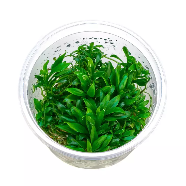 Kääpiökeihäslehti Pangolino Vitrokupissa - Akvaarion etualan kasvit - 89830 - 1