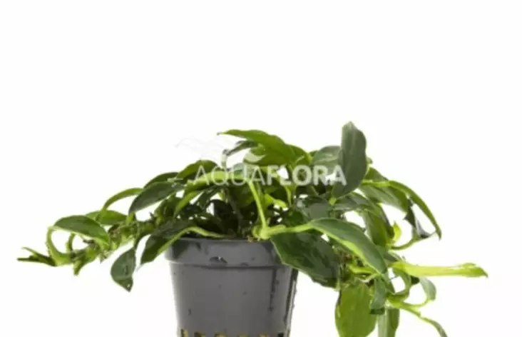 Kääpiökeihäslehti ’Paxing’ , Anubias barteri var. nana ’Paxing’ - Akvaarion etualan kasvit - 88410 - 1