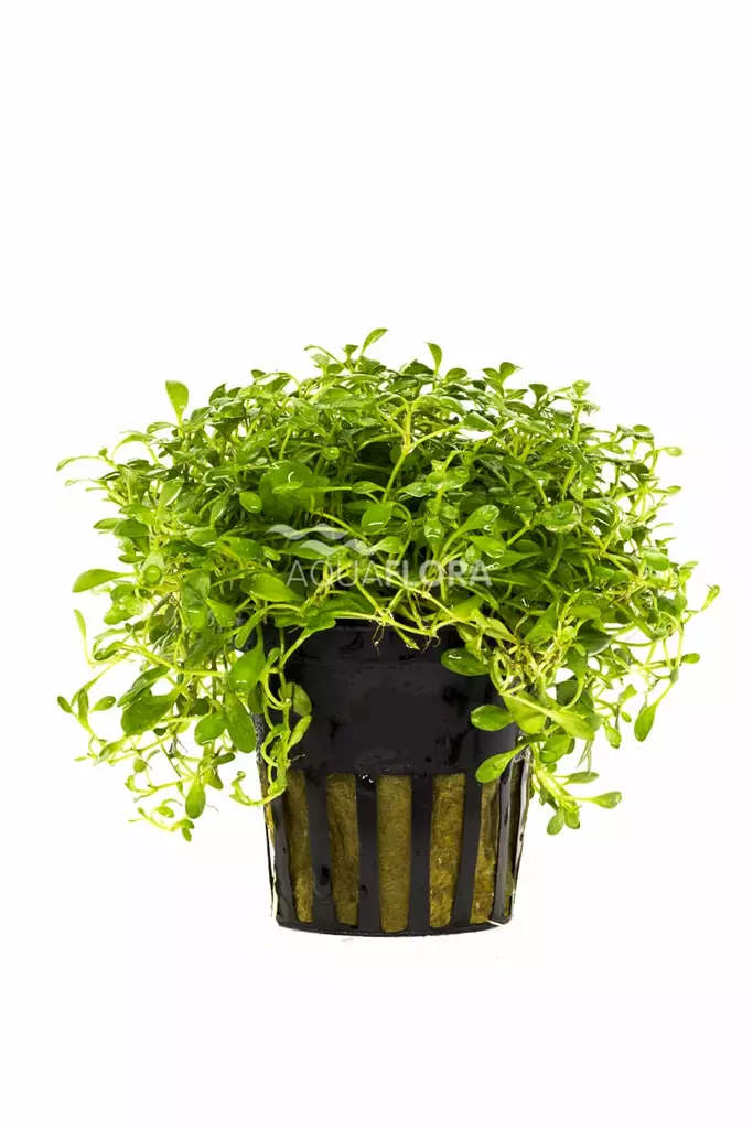 Kääpiökieli Ruukku - Akvaarion etualan kasvit - 81580 - 1