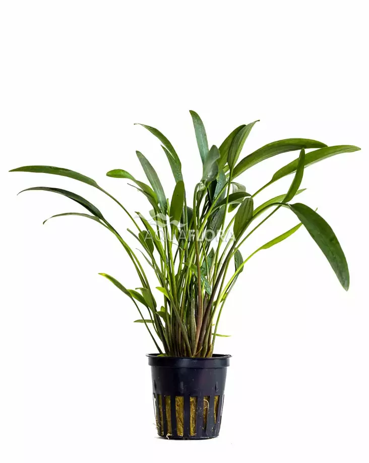 Kääpiömelalehti "Nevellii" Ruukku - Akvaarion etualan kasvit - 81000 - 1