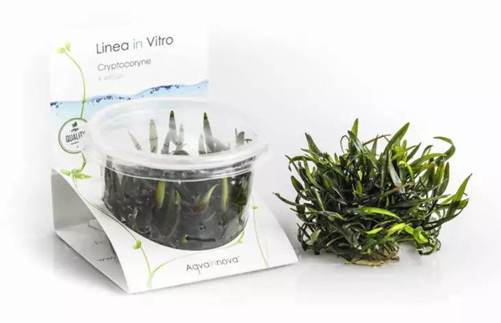 Kääpiömelalehti Vitrokupissa - Akvaarion etualan kasvit - 87980 - 1