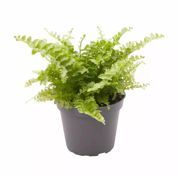 Kaarisulkasaniainen Fluffy ruffle - Kostean terraarion kasvit - 097.2720 - 1