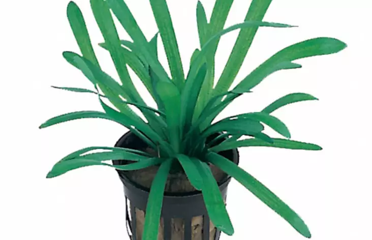 Kapeakeiholehti Teres Ruukku - Akvaarion etualan kasvit - 82120 - 1