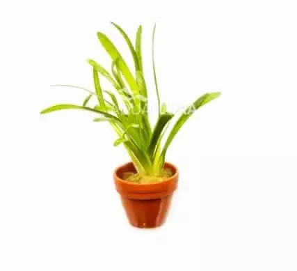 Kapeakeiholehti Teres Terrakotta - Akvaarion keskialan kasvit - 83990 - 1