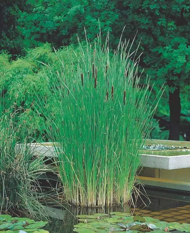 Kapeaosmankäämi - Lampikasvit ja lumpeet - 091.3190 - 1