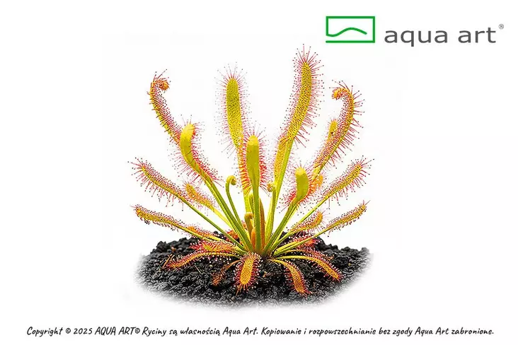 Kapinkihokki Vitrokupissa - Lihansyöjäkasvit terraarioon - X1800 - 1