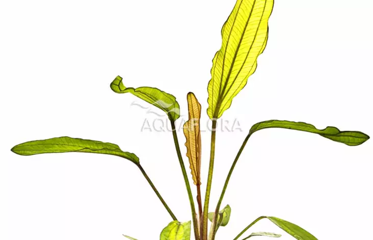 Karmiinimiekka Ruukku - Akvaarion keskialan kasvit - 87170 - 1