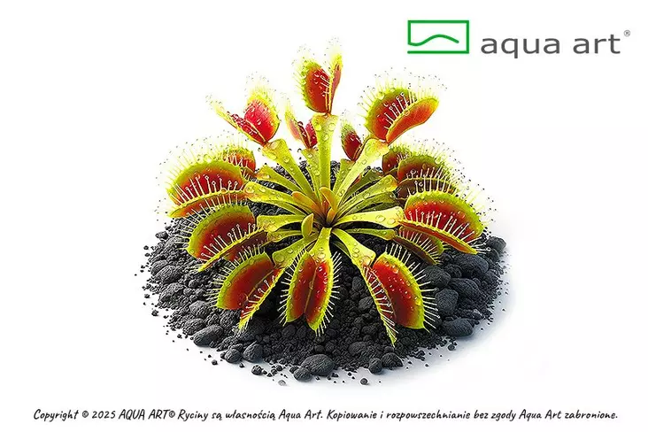 Kärpäsloukku punavihreä Vitrokupissa - Lihansyöjäkasvit terraarioon - X1300 - 1