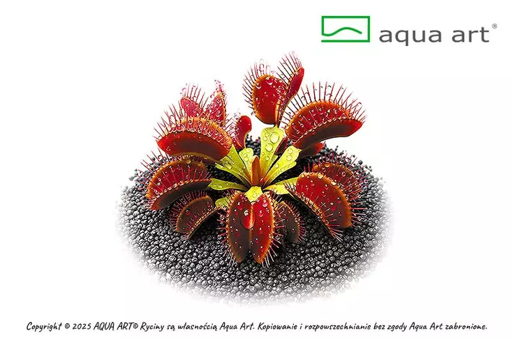 Kärpäsloukku rengas Vitrokupissa - Lihansyöjäkasvit terraarioon - X1600 - 1