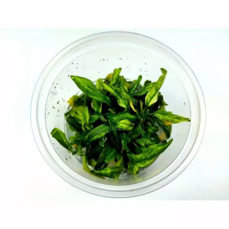 Keihäslehti "Glabra" Vitrokupissa - Akvaarion etualan kasvit - 89810 - 1