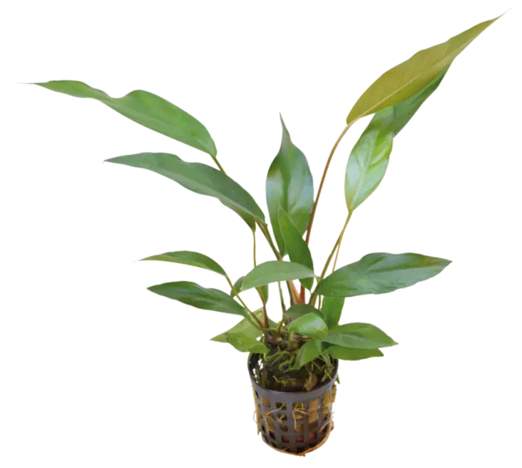 Keihäslehti-laji, Anubias lanceolata - Akvaarion taka-alan kasvit - 80650 - 1