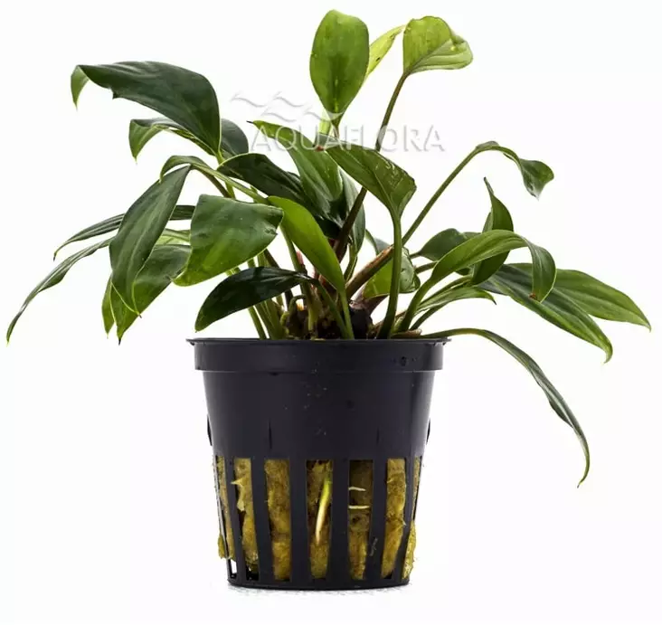 Keihäslehtilajike Anubias sagitte (Anubias sagittae) - Akvaarion keskialan kasvit - 87020 - 1