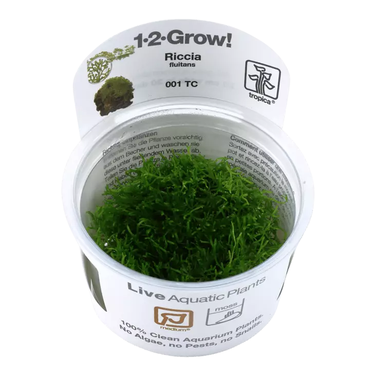 Kelluhankasammal Vitrokupissa - Akvaarion sammalet - 87570 - 1
